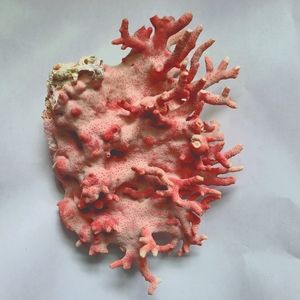 Salmon Alcyonacea or soft coral specimen  7" x 6" approximately Medium 239 grams